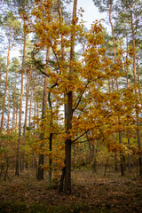 Autumn Forest Path with Lone Walker