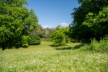 trees in a meadow on a farm in a country estate on a farm
