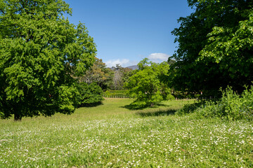trees in a meadow on a farm in a country estate on a farm