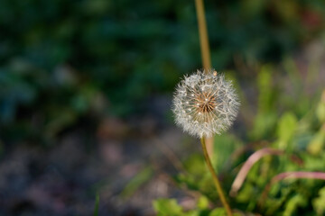 Dandelion Seed Head Close-Up in Springtime Field