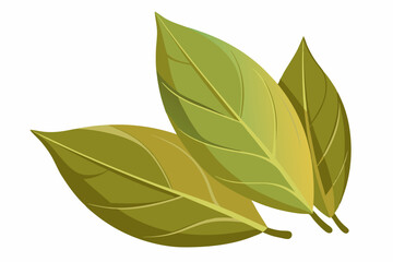 Dried bay leaves isolated on a white background