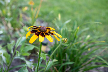 Hairy Black-Eyed Susan Flower in Bloom with Blurred Background