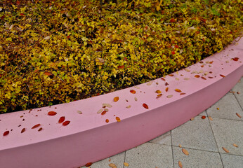 small to medium-sized shrub forming large thickets.This graceful shrub has long arching stems and is often grown for the maple-like leaves which turn a stunning orange-red fall color