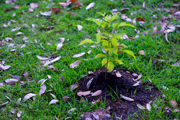 Yellow trumpetbush and cultivation