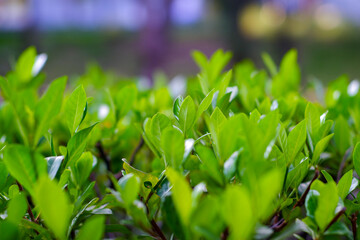Yellow trumpetbush and cultivation
