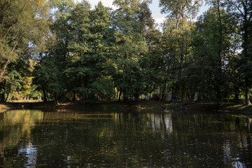 Pond Surrounded by Dense Green Trees in Park