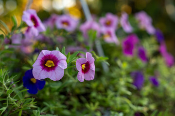 Colorful Petunias in Bloom on a Sunny Day