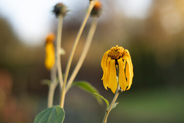 Withered Yellow Jerusalem Artichoke Flower in Late Autumn Light