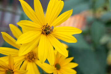 Yellow Jerusalem Artichoke Flower with Bee on Petals