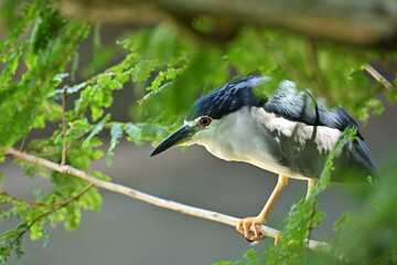 This series of photos captures a night heron in various poses among tree branches. It watches its surroundings with alertness, displaying its graceful posture and agile movements. Known for its distin
