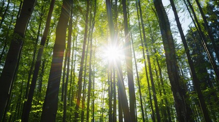 Sunlit Tranquility in the Forest, gentle rays piercing through lush greenery, casting soft shadows, inviting serenity and a sense of calm in a peaceful woodland setting