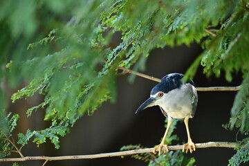 This series of photos captures a night heron in various poses among tree branches. It watches its surroundings with alertness, displaying its graceful posture and agile movements. Known for its distin