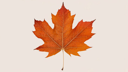 Fototapeta premium Single Orange Autumn Leaf Isolated on White Background