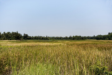 Green landscape of rice fields in Gokarna