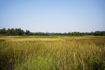 Green landscape of rice fields in Gokarna