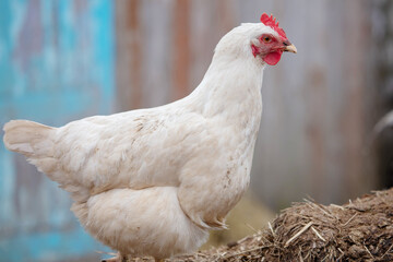 White chicken in profile close-up. Domestic bird.