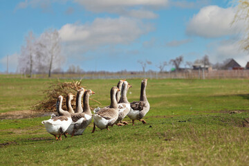 A flock of geese grazes on a green meadow in the countryside. The geese walk together one after another.