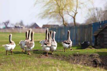 A flock of domestic geese graze on a farmer's meadow.The scene was filmed from afar.