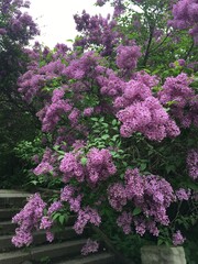 Obraz premium Flower tree 