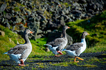 Faroese Geese - Faroe Islands