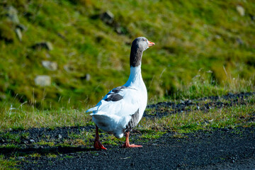Faroese Goose - Faroe Islands