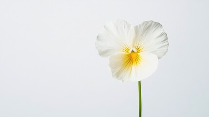Obraz premium White Pansy on Light Grey: Minimalist Floral Photography