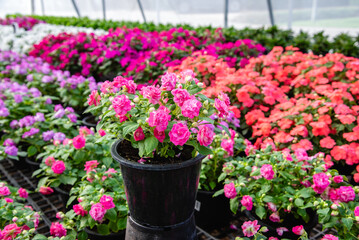 Rockapulco Rose in flower pot at flower shop garden.