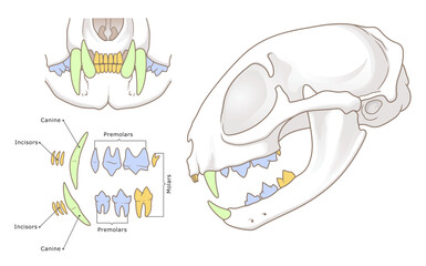 Domestic cat teeth anatomy illustration. Veterinary illustration. Domestic cat skull with various types of teeth, labeled and highlighted in different colors.