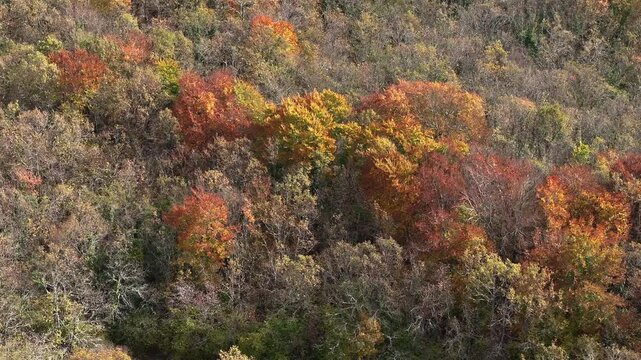 Drone video of automnal forest in the Col de Vence in France