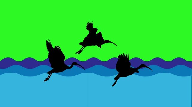 Animated motion graphic featuring sea, land, and Ibis birds silhouettes slowly moving across a chroma key green screen background. Sunset or sunrise animation background