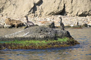 Black cormorants on the rocks in the sea near Karadag.