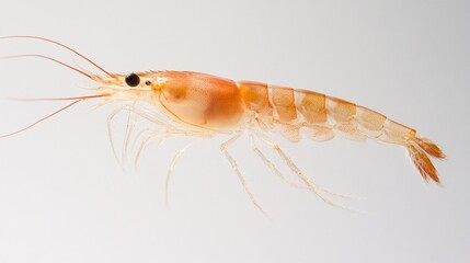Close-Up of a Shrimp: Exploring the Delicate Beauty of Marine Life