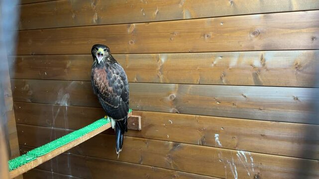 poiana in una gabbia di legno 