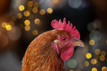 Red chicken head on festive bokeh background. Year of the Rooster.