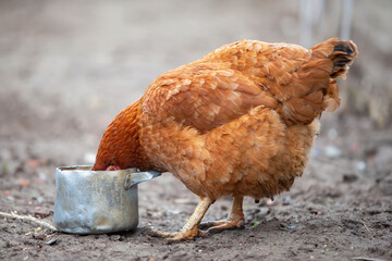 A red-colored chicken pecks grains from a metal pan.