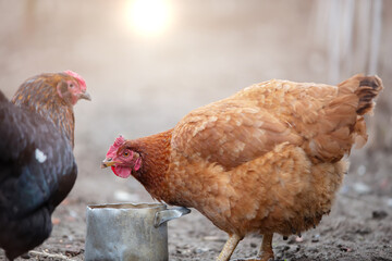 Chickens peck grain from a metal bowl in a farmyard in the morning sun.