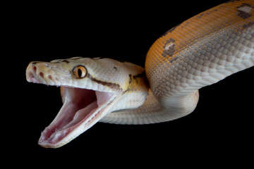 Reticulatus python morph albino motley orange glow closeup head, Reticulatus python snake attack, Reticulatus python  closeup on black backkground