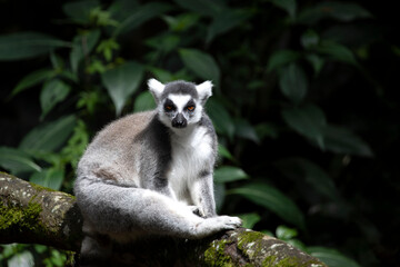 Obraz premium Ring-tailed lemur on branch, The ring-tailed lemur (Lemur catta) on tree