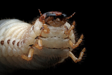Horn beetle larvae (Oryctes rhinoceros) closeup on isolated background