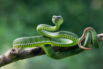 Trimeresurus calamitas with defensive position on branch, Trimeresurus calamitas on tree, Indonesian viper snake