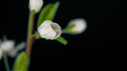 time lapse of cherry blossom opening in macro photography on black background, 4k video