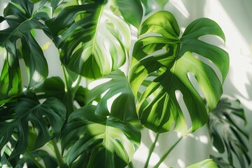 The sun is casting shadows on large monstera plant leaves indoors