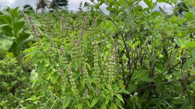Holy basil or ocimum also called as tulsi plant which has many medicinal properties growing on a farm