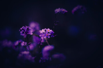 In the summer, beautiful purple forget-me-not flowers bloom at dusk. The beauty of these flowers is...