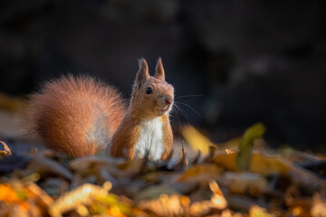 A red fluffy squirrel stands between fallen leaves and looks toward the camera lens on a sunny autumn day with a dark background.
