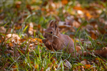 A close-up red fluffy squirrel sits between fallen leaves and eats a piece of walnut perpendicular to the camera lens on a sunny fall day.	