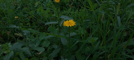 fiore di campo giallo in mezzo al prato verde