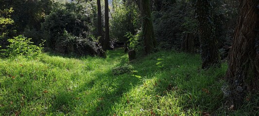 boschetto con alberi ed erba alta