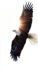 Fototapeta premium Eagle soaring with wings spread against a bright, isolated background.
