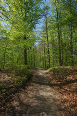 Fototapeta premium Nature, mountain and path in forest with trees for environment, ecosystem and ecology. Natural background, wallpaper and trail in woods for terrain, growth and scenic destination in countryside